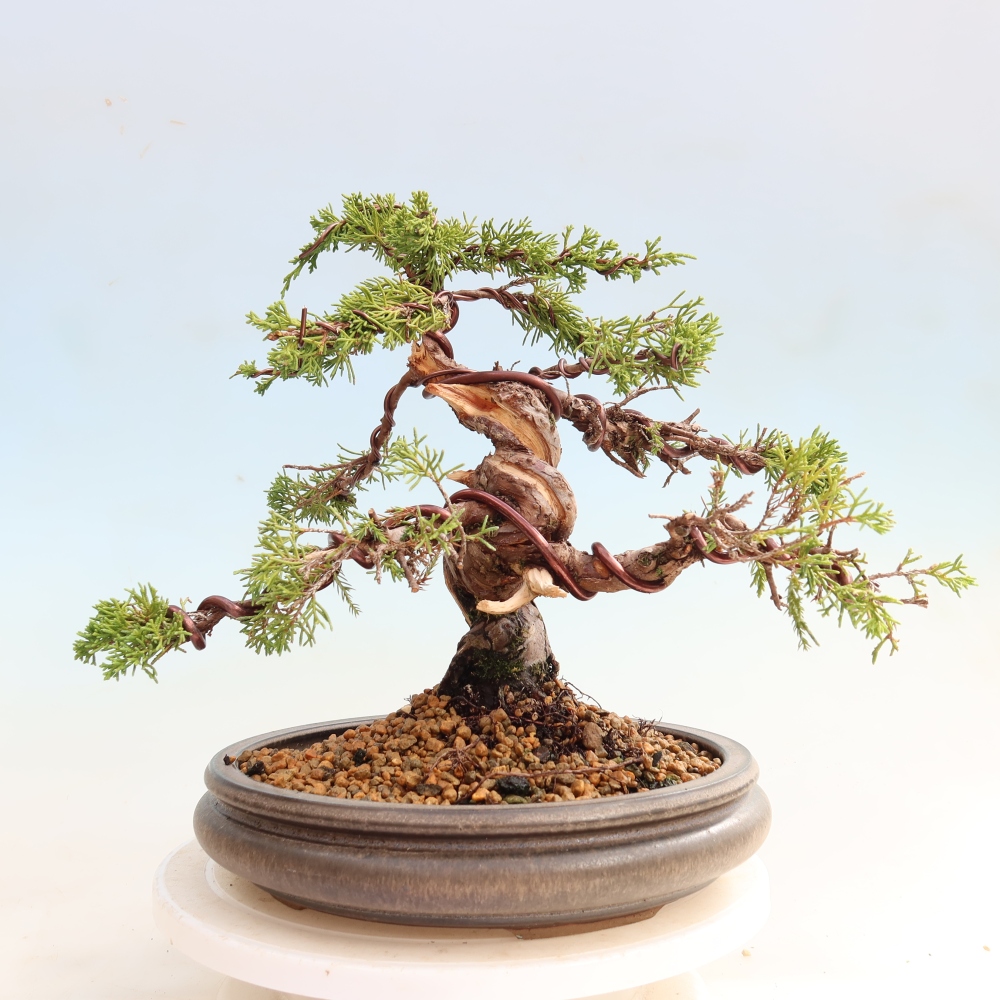 Bonsai ogrodowe – Juniperus chinensis Itoigawa – jałowiec chiński