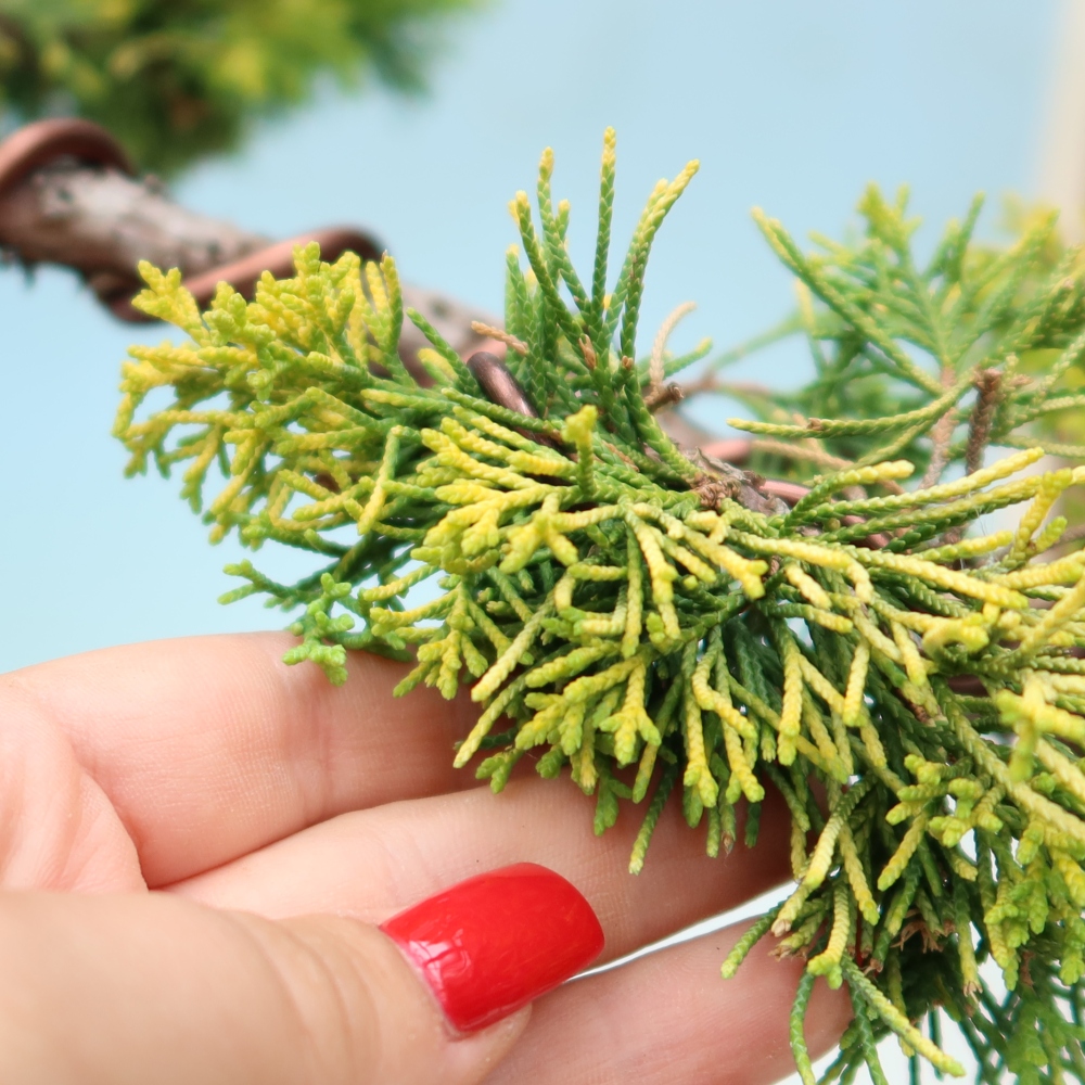 Bonsai ogrodowe – Juniperus chinensis  aurea – jałowiec chiński złoty
