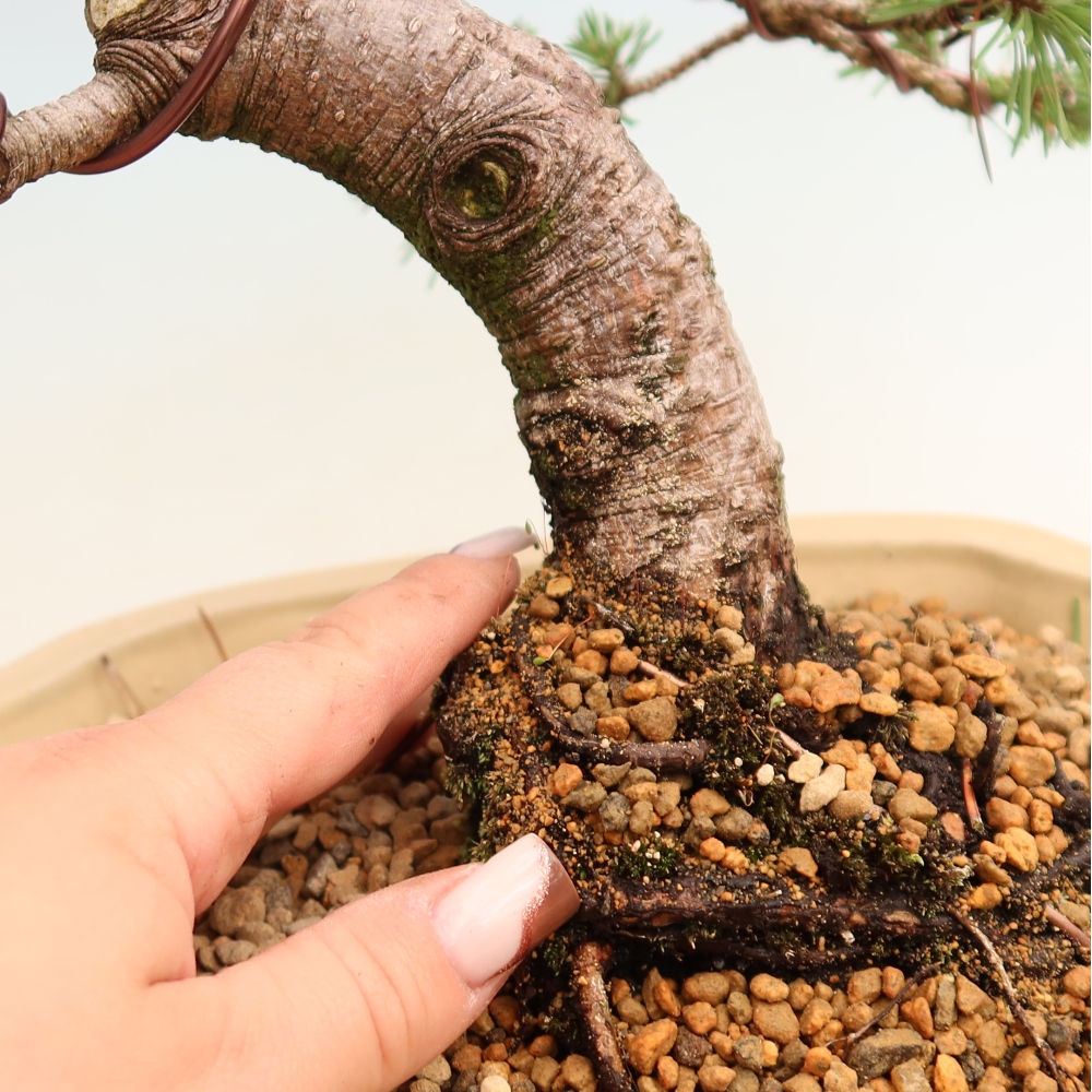 Bonsai ogrodowe – Pinus mugo Humpy – sosna karłowata