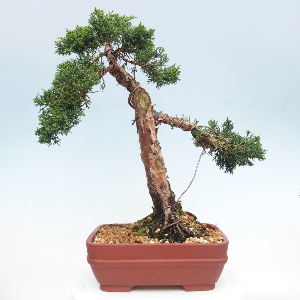 Outdoor bonsai - Juniperus chinensis Kishu