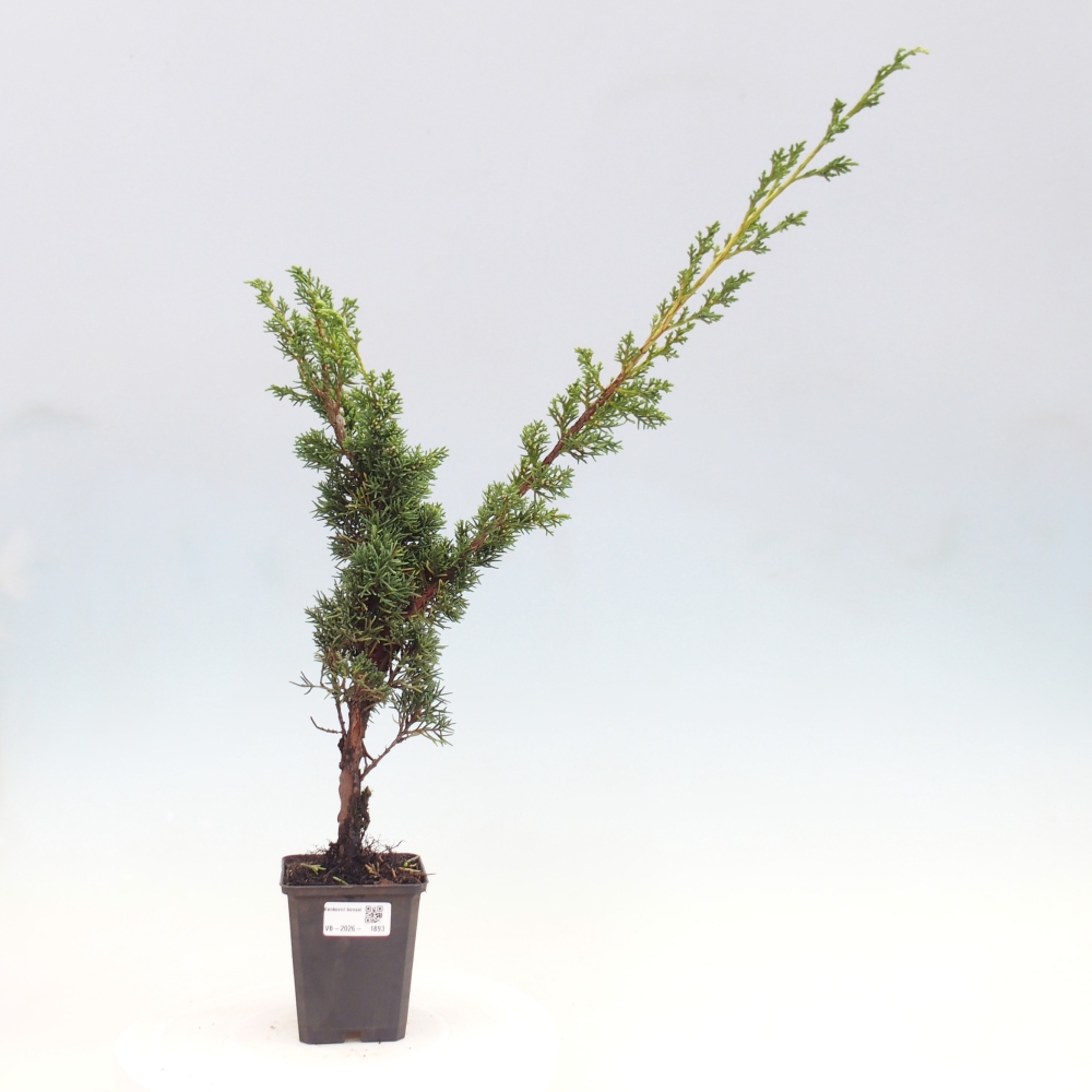 Outdoor bonsai - Juniperus chinensis Kishu