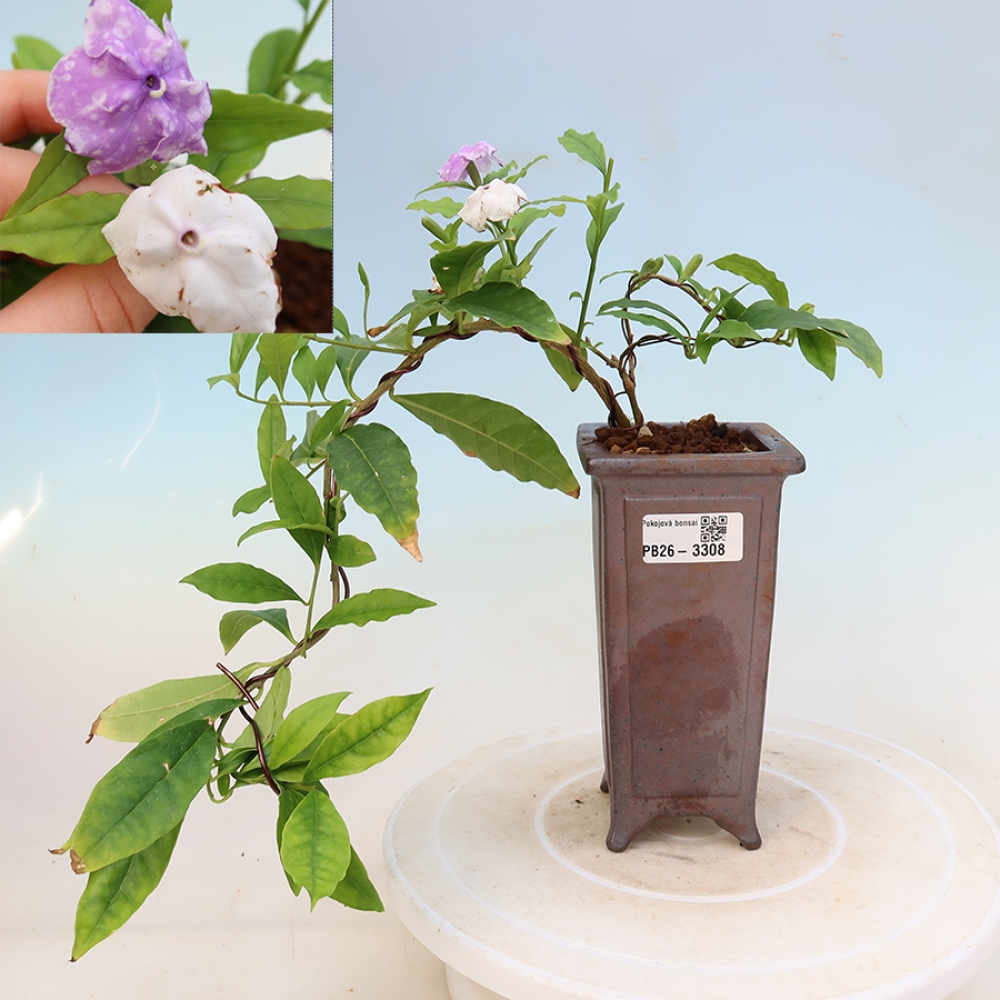 Bonsai pokojowe – Tanaman melati costa – Brunfelsia