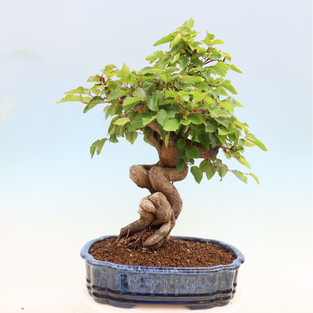 Outdoor bonsai - Carpinus coreana - grab koreański