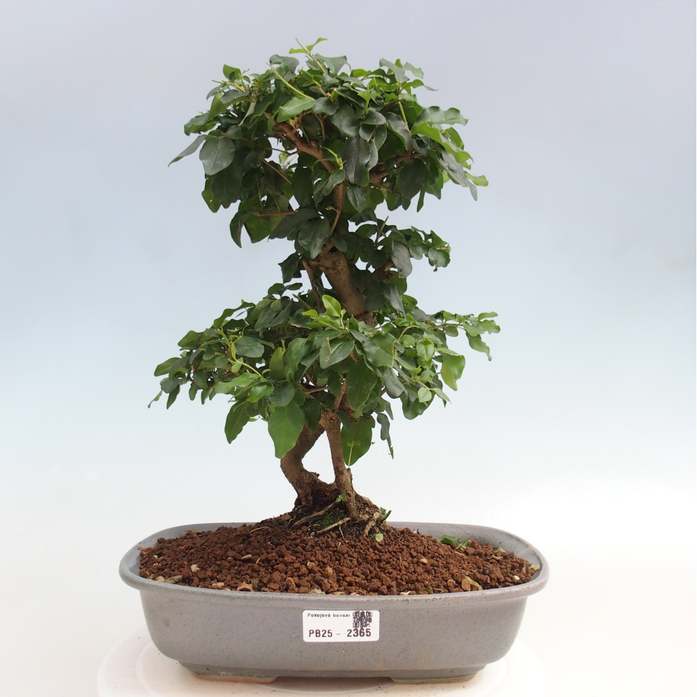 Pokój bonsai -Ligustrum chinensis - Ptasie oko