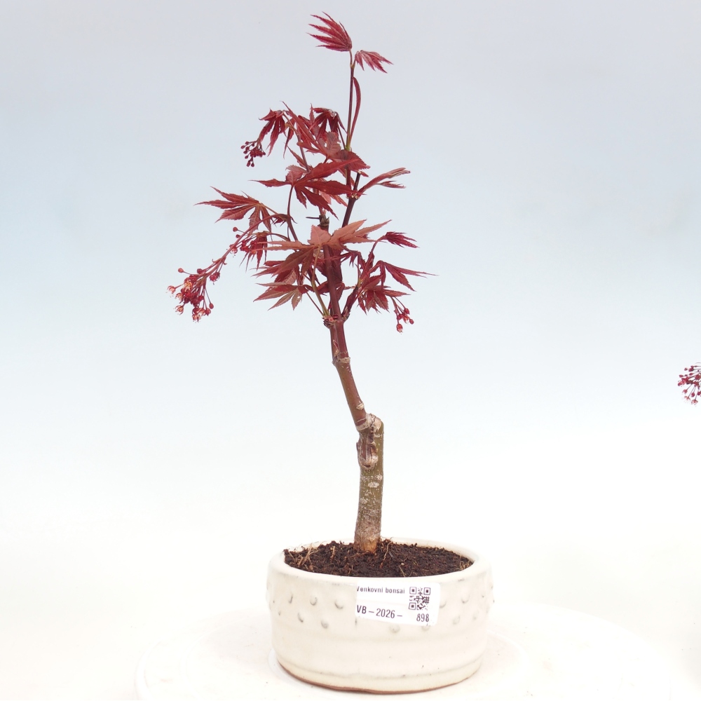 Bonsai na zewnątrz - Palma Acer. Atropurpureum-Javor palmate