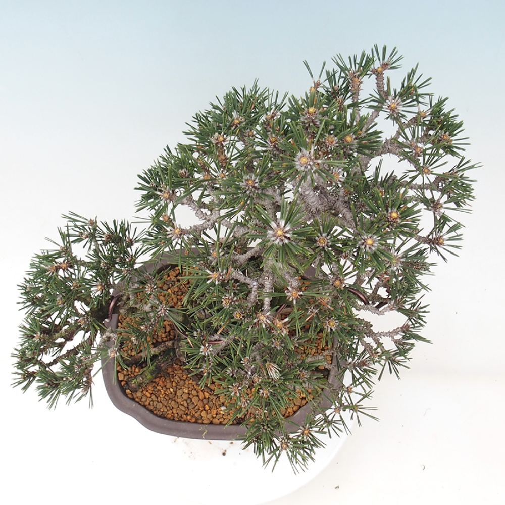 Outdoor bonsai - Pinus thunbergii Kotobuki - Sosna Thunberga