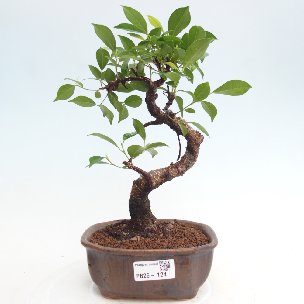 Pokój bonsai - Ficus retusa - figowiec drobnolistny