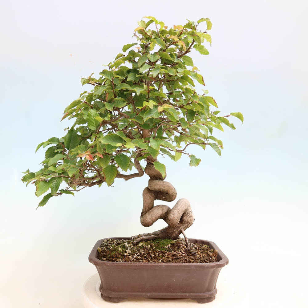 Outdoor bonsai - Carpinus CARPINOIDES - grab koreański