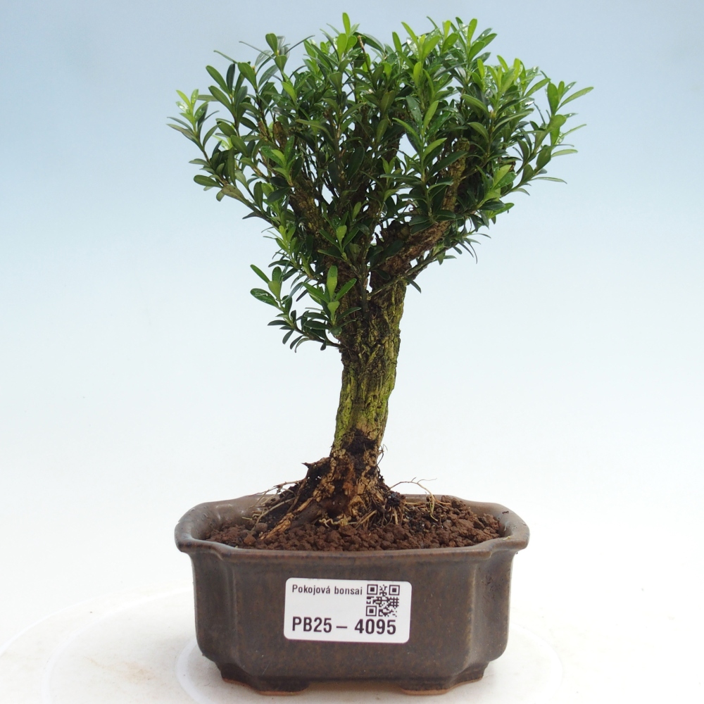 Pokój bonsai - Buxus harlandii - buxus korkowy