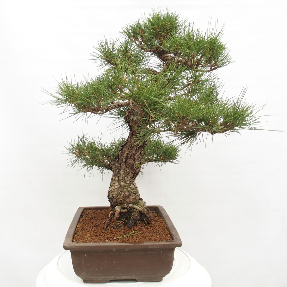 Bonsai ogrodowe - Pinus thunbergii - Sosna Thunberg