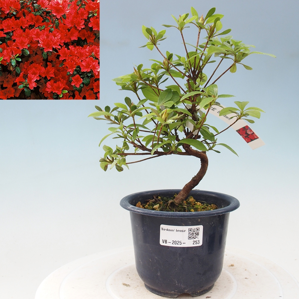 Bonsai zewnętrzne - Azalia japońska - Azalia Benibeni