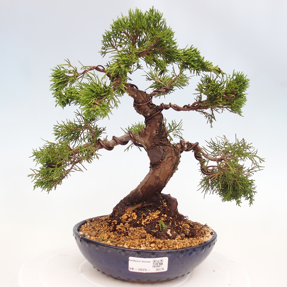 Outdoor bonsai - Juniperus chinensis Itoigawa - Jałowiec chiński