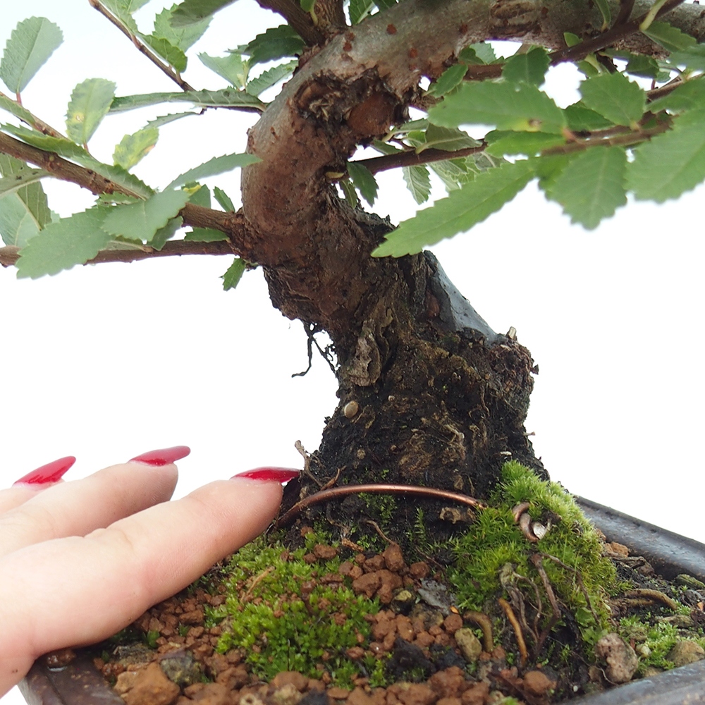 Bonsai zewnętrzne - Zelkova - Zelkova NIRE