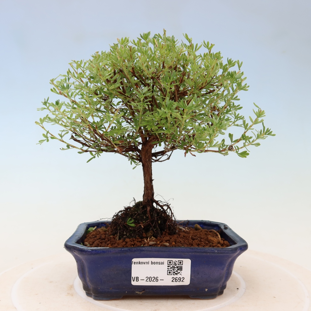 Bonsai ogrodowe – potentilla fruticosa – Goldkissen