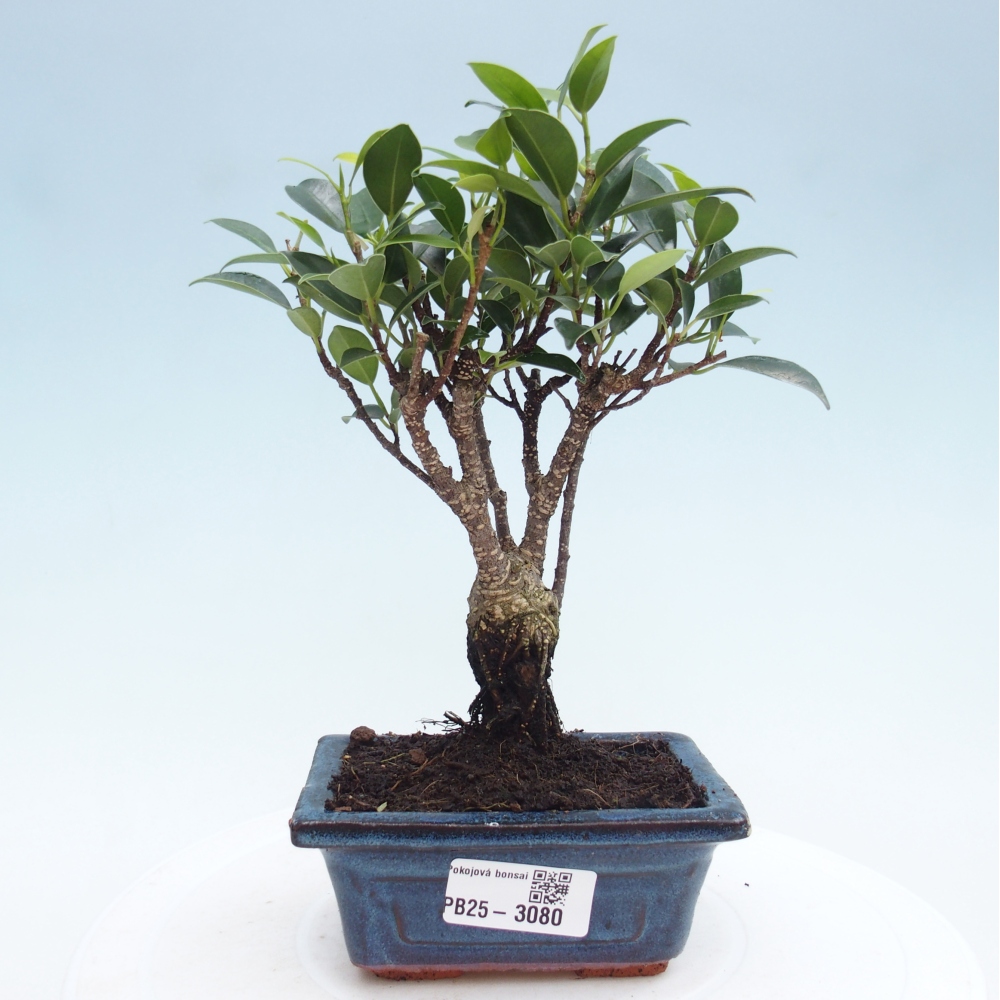 Pokojová bonsai - Ficus retusa - malolistý fíkus