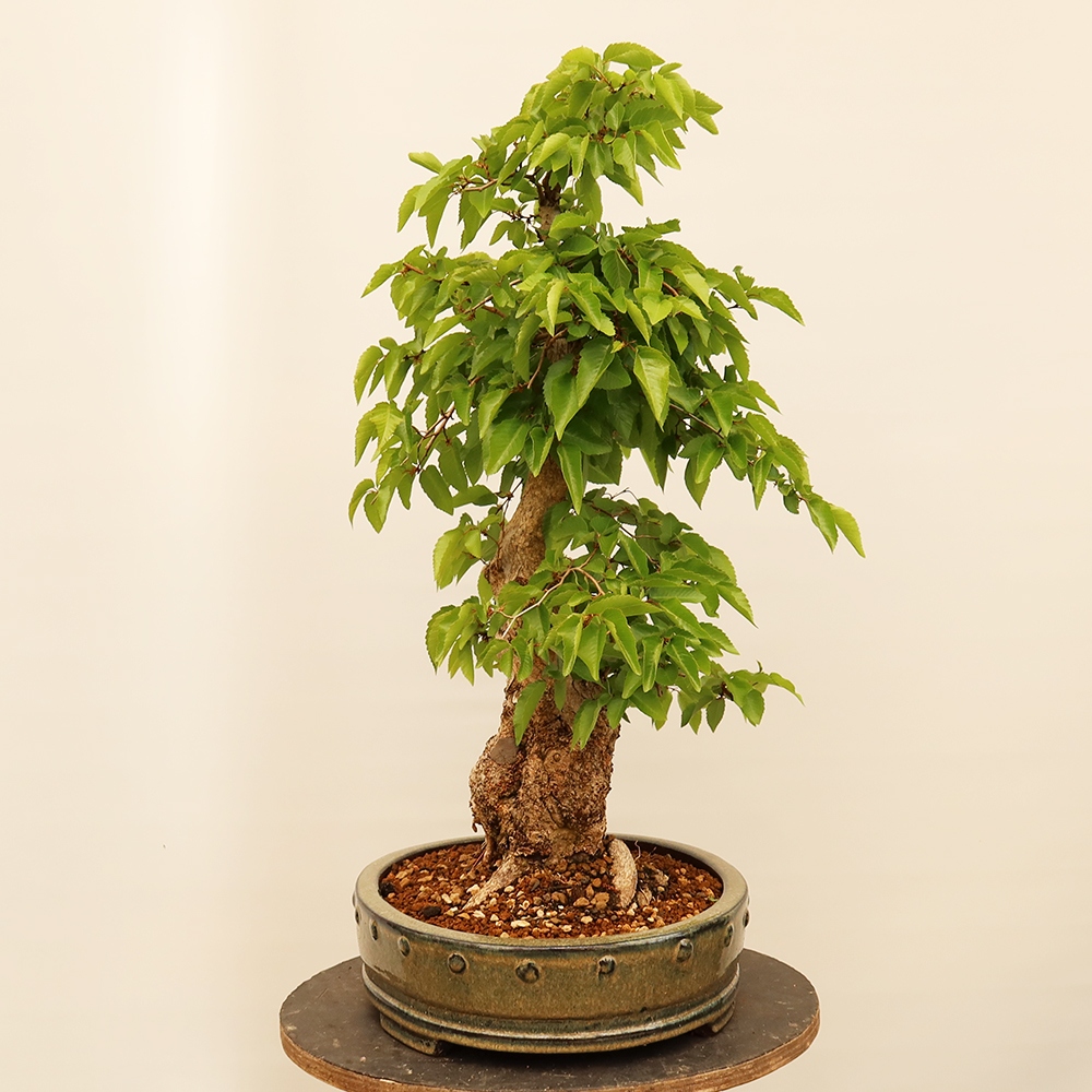 Bonsai plenerowe - Carpinus Coreana - grab koreański