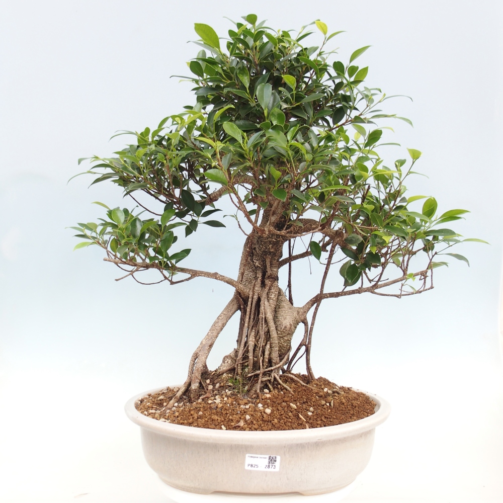 Bonsai pokojowe - Ficus kimmen - figowiec drobnolistny - WYŁĄCZNIE ODBIÓR OSOBISTY lub transport paletowy