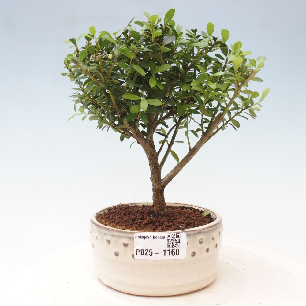 Kryty bonsai - Ilex crenata - Holly