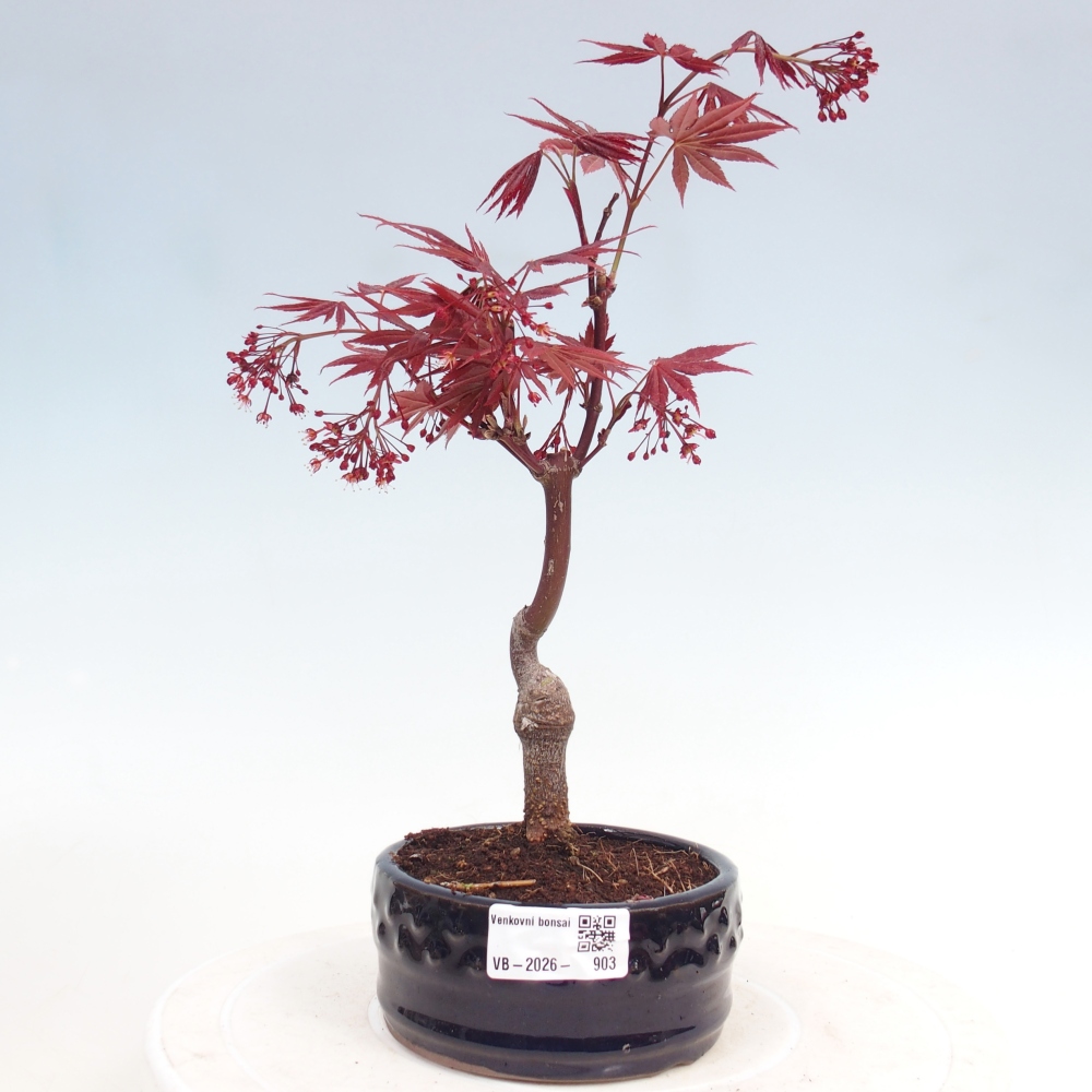 Bonsai na zewnątrz - Palma Acer. Atropurpureum-Javor palmate