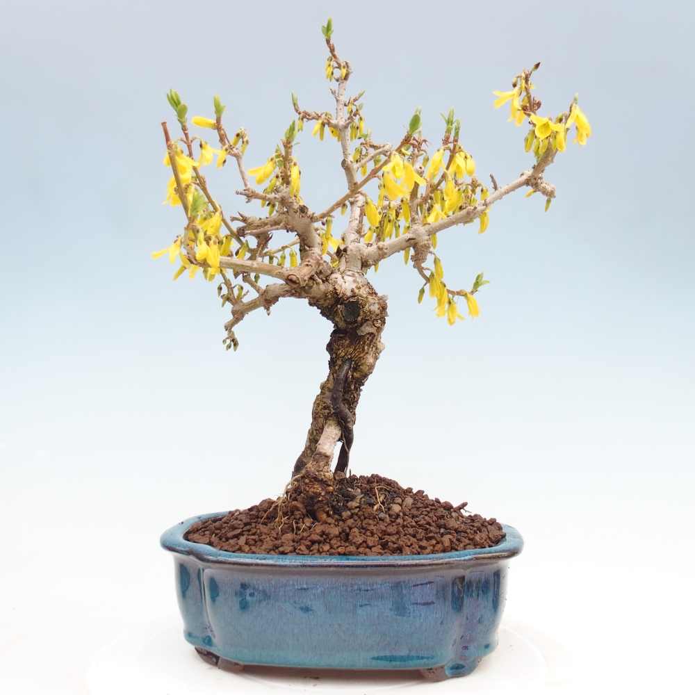 Outdoor bonsai - Zlatice - Forsycja koreańska