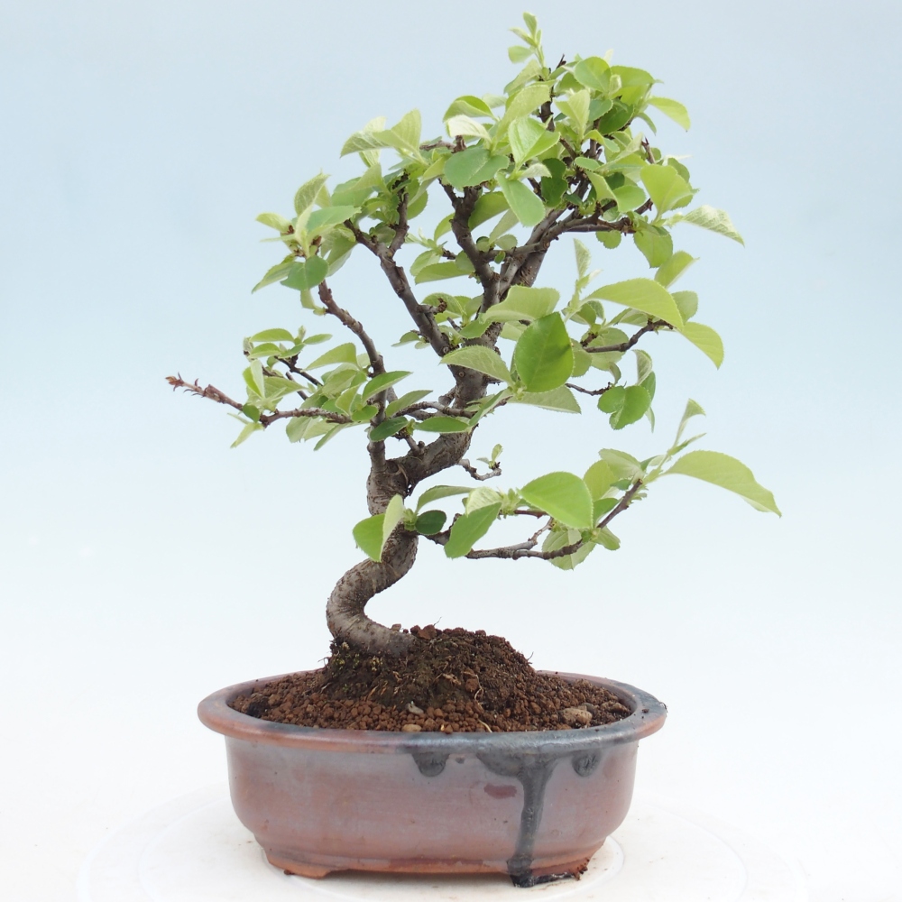 Bonsai zewnętrzne - Chaneomeles chinensis