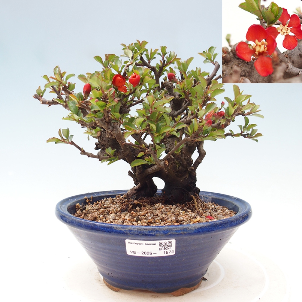 Bonsai zewnętrzne - Chaneomeles speciosa - Pigwa