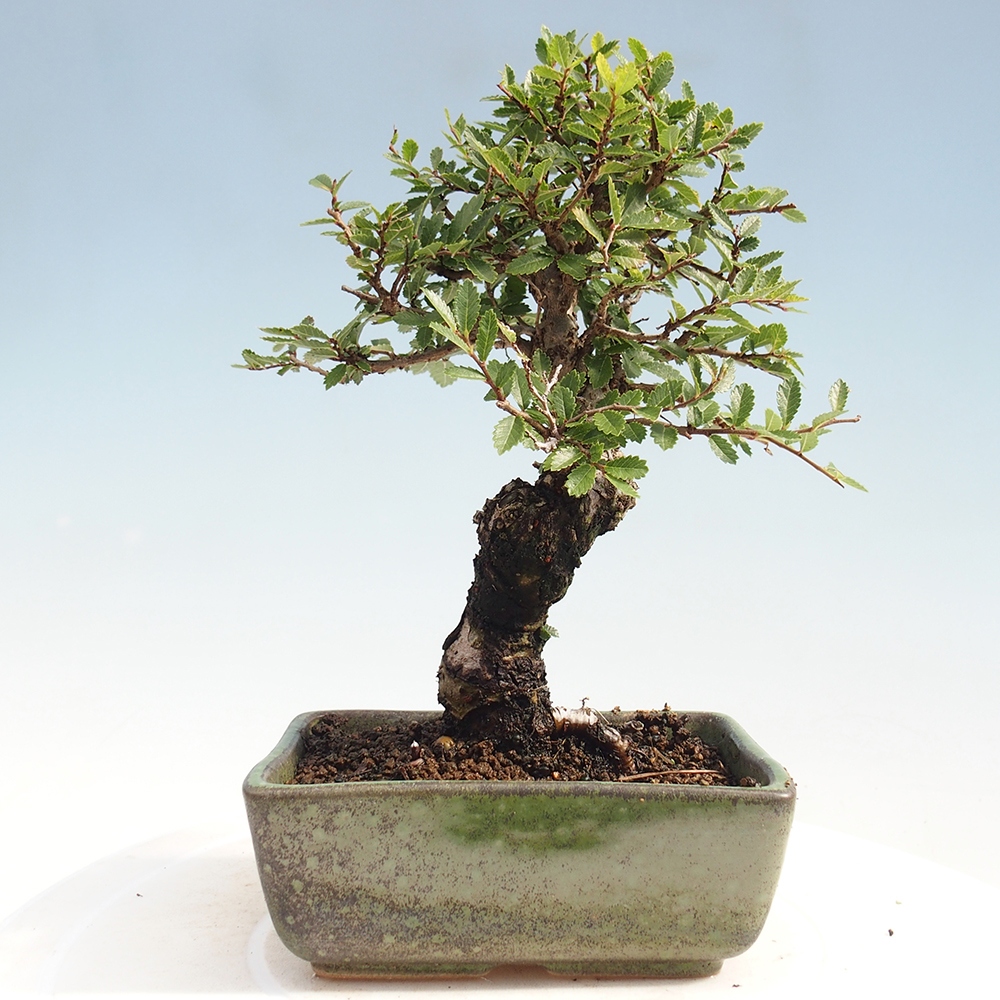 Outdoor bonsai - Zelkova - Zelkova NIRE