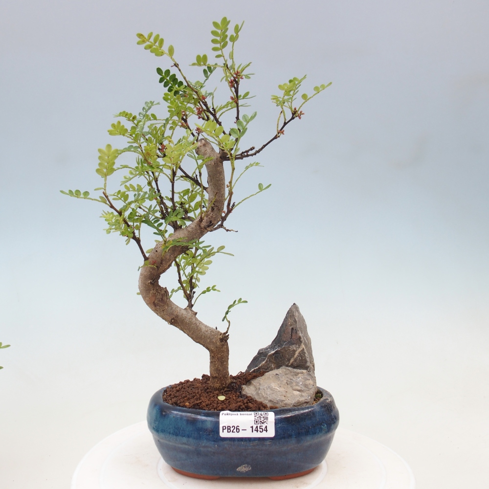 Pokój bonsai - Zantoxylum piperitum - drzewo pieprzowe