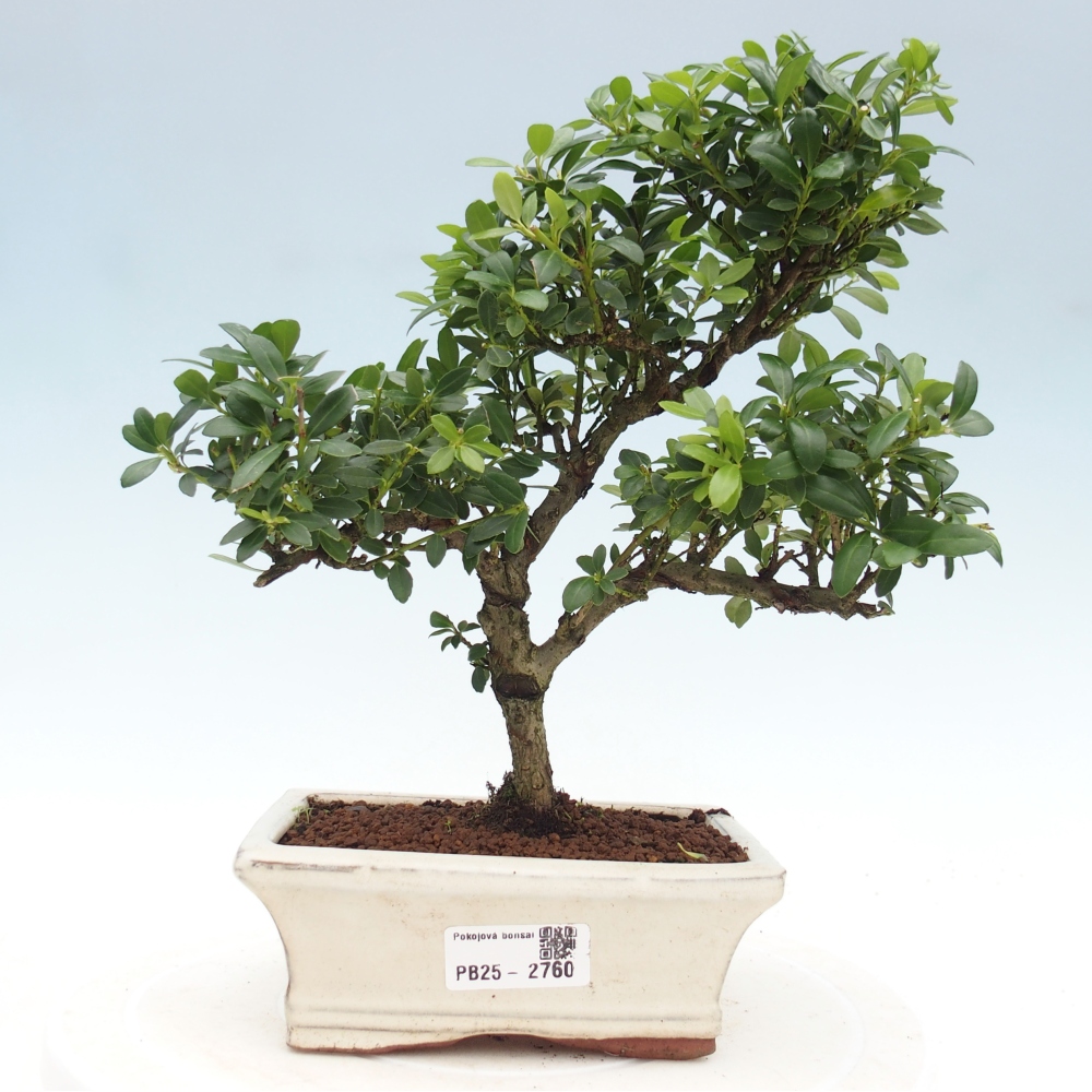 Kryty bonsai - Ilex crenata - Holly