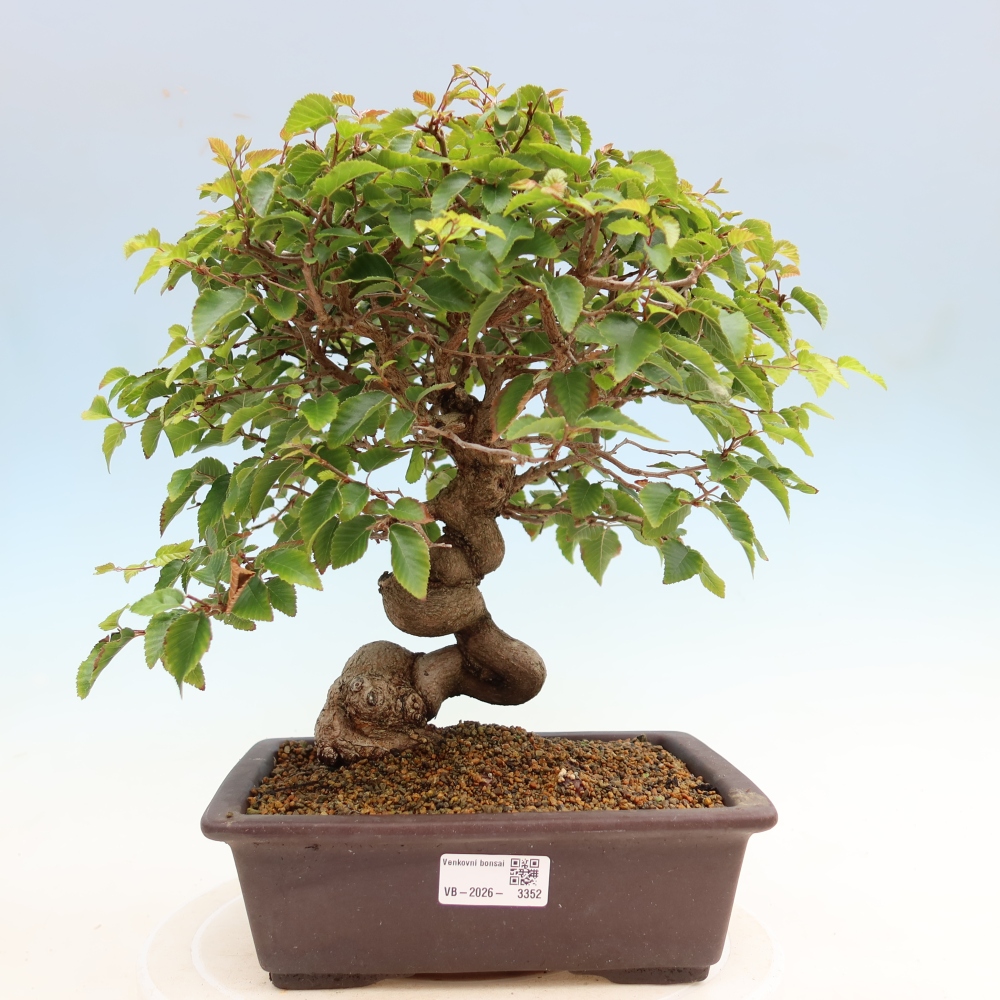 Outdoor bonsai - Carpinus coreana - grab koreański