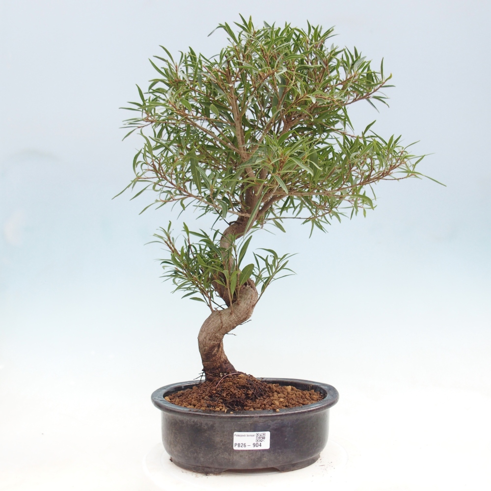 Pokój bonsai - Ficus nerifolia - figowiec drobnolistny