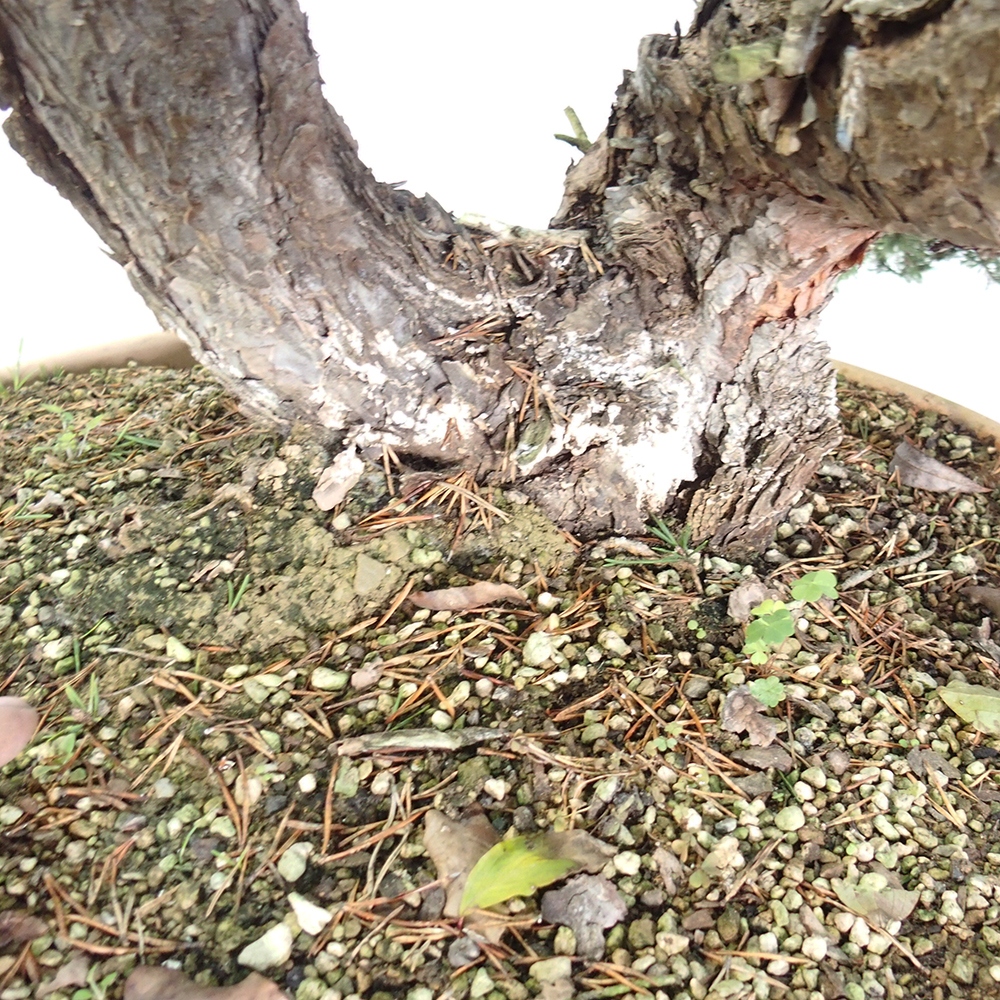 Yamadori - Pinus sylvestris Hiszpania