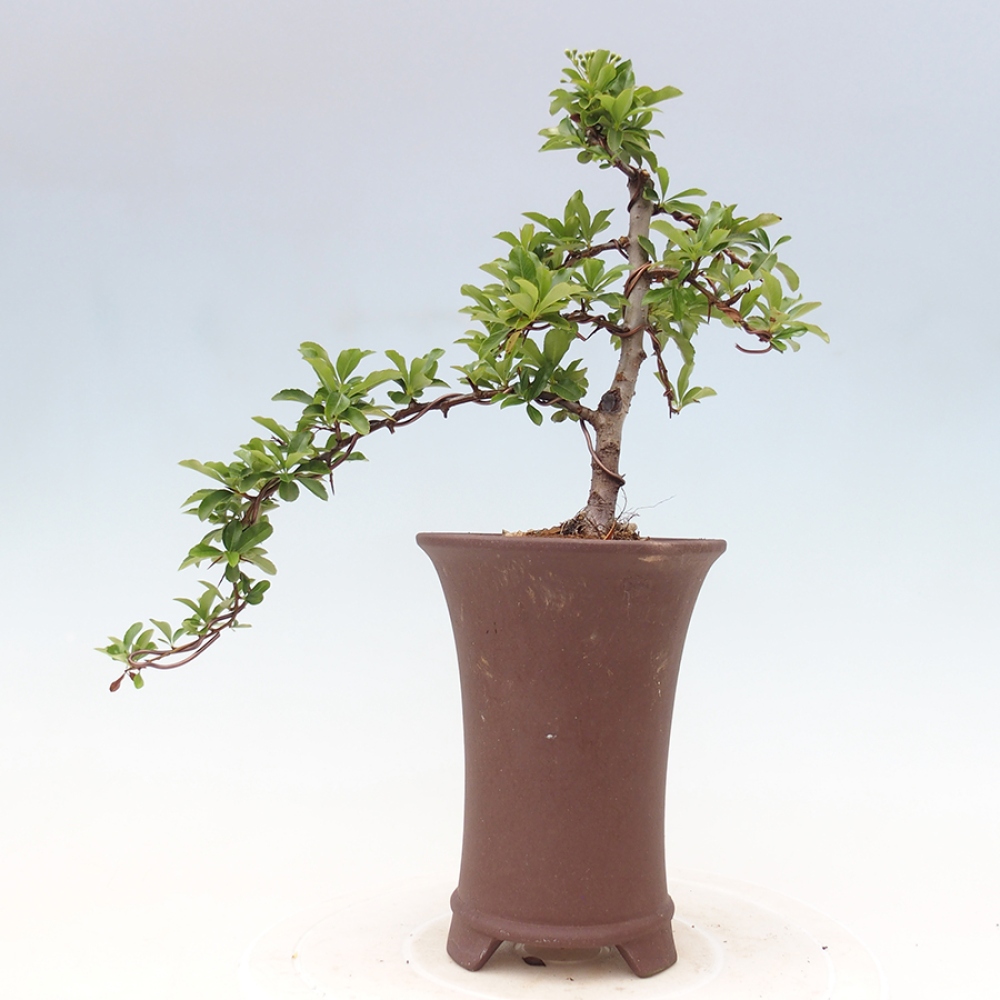 Outdoor Bonsai-Pyracanta Teton-Piekarnia