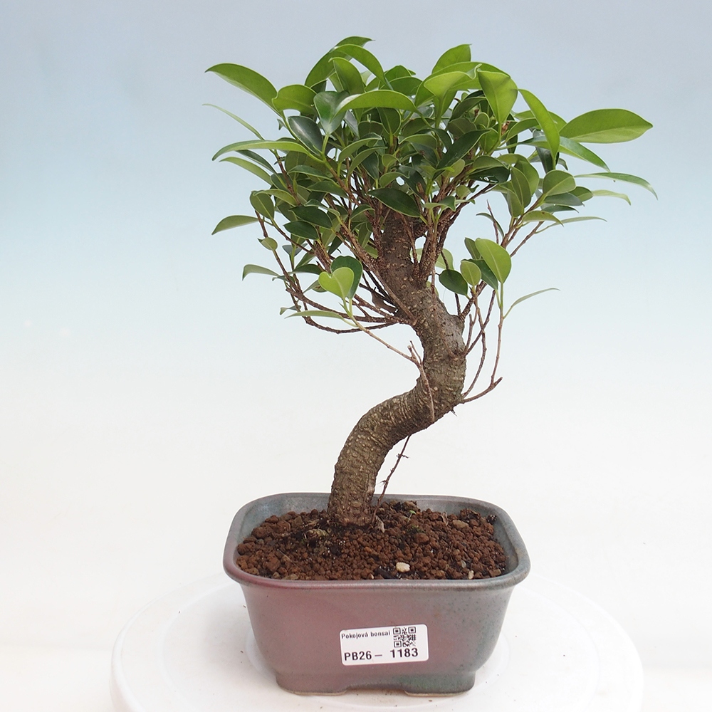 Pokój bonsai - Ficus retusa - figowiec drobnolistny