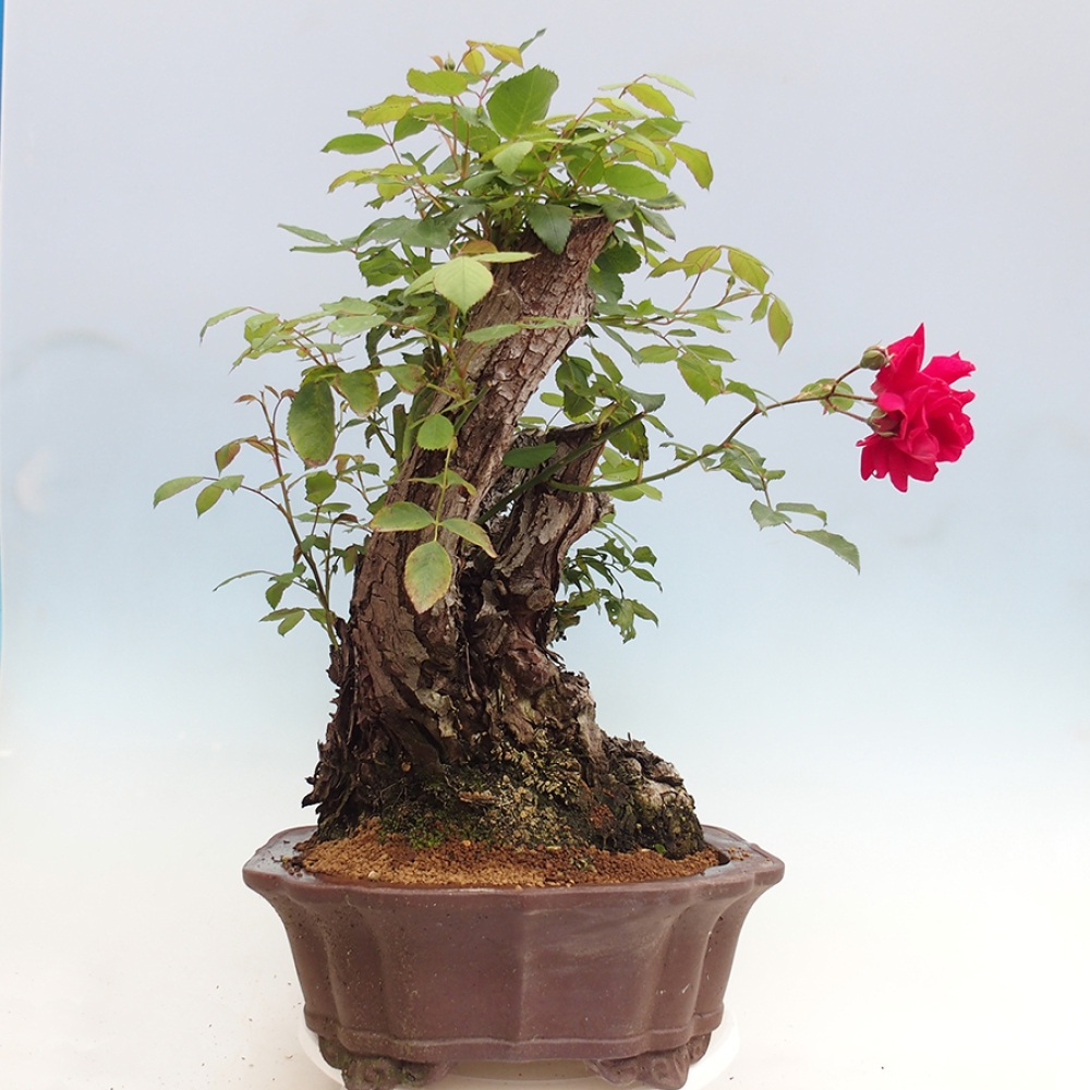 Bonsai na zewnątrz - Rosa Kordes - róża 