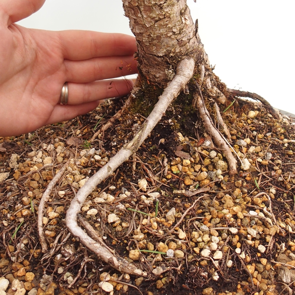 Bonsai zewnętrzne - Larix decidua - Modrzew