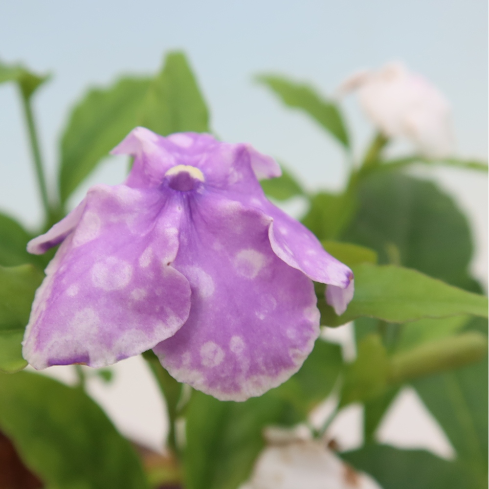 Bonsai pokojowe – Melati Costa – Brunfelsia
