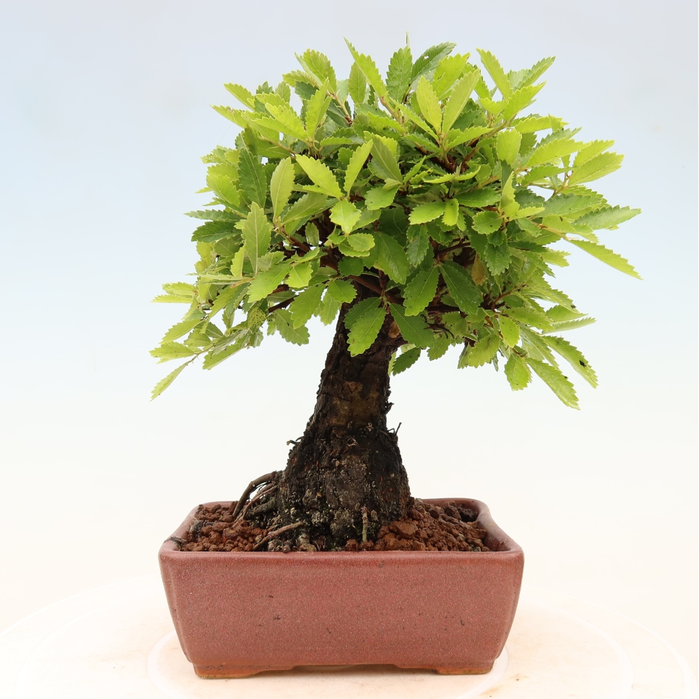Bonsai zewnętrzne - Zelkova - Zelkova NIRE