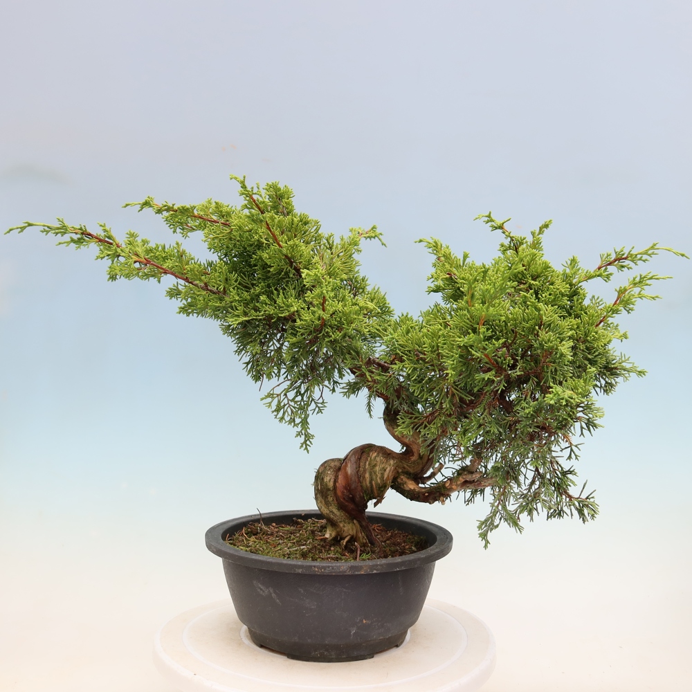 Bonsai ogrodowe – Juniperus chinensis Itoigawa – jałowiec chiński