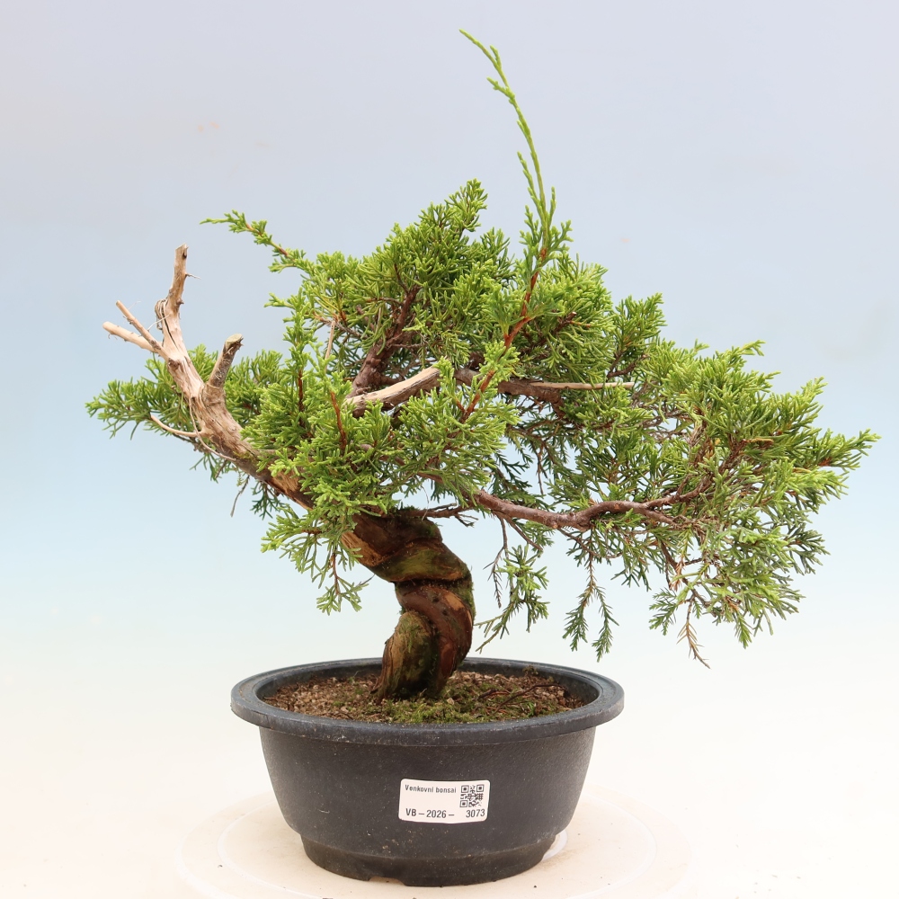Bonsai ogrodowe – Juniperus chinensis Itoigawa – jałowiec chiński