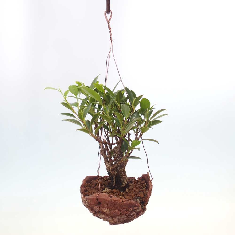 Kokedama w ceramice - figowiec drobnolistny - Ficus kimmen