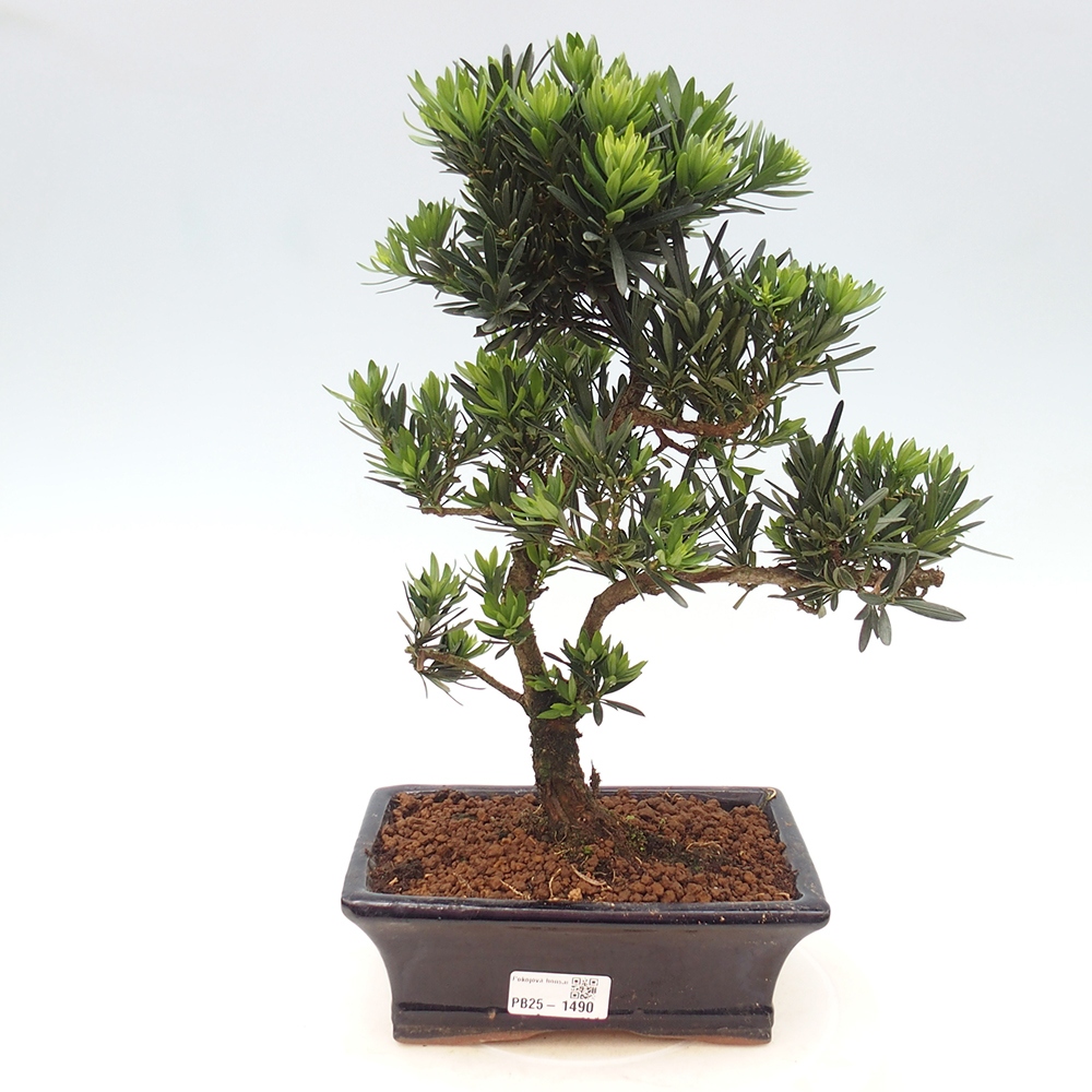 Kryty bonsai - Podocarpus - Kamień tys