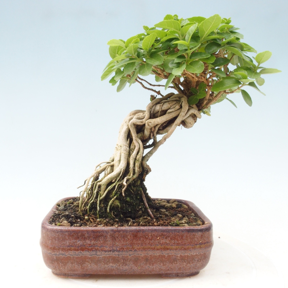 Bonsai wewnętrzne - Premna serratifolia - Kozlovon drobnolistny