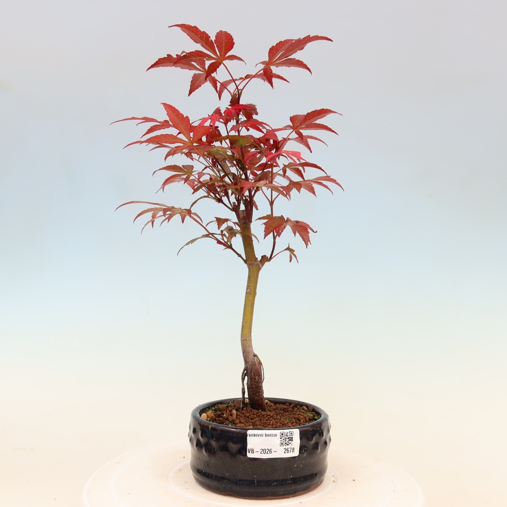 Bonsai na zewnątrz - Palma Acer. Atropurpureum-Javor palmate
