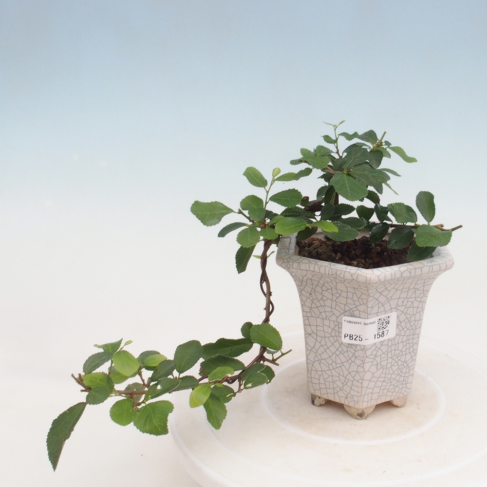 Kryty bonsai - Grewia occidentalis - Lawendowa gwiazda