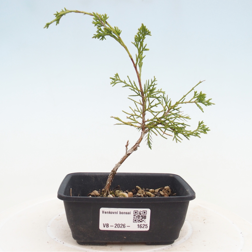 Outdoor bonsai - Juniperus chinensis Itoigawa