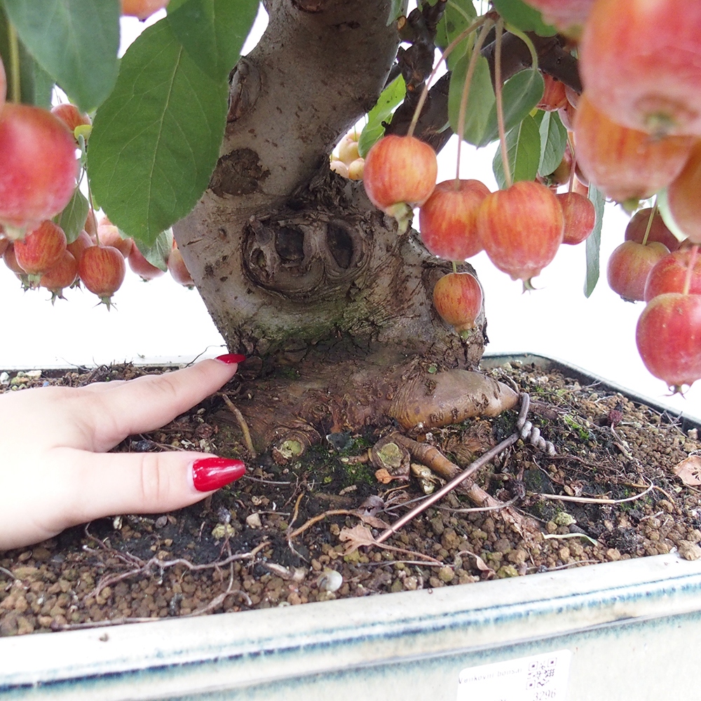 Bonsai plenerowe - Malus Halliana - Jabłoń drobnoowocowa