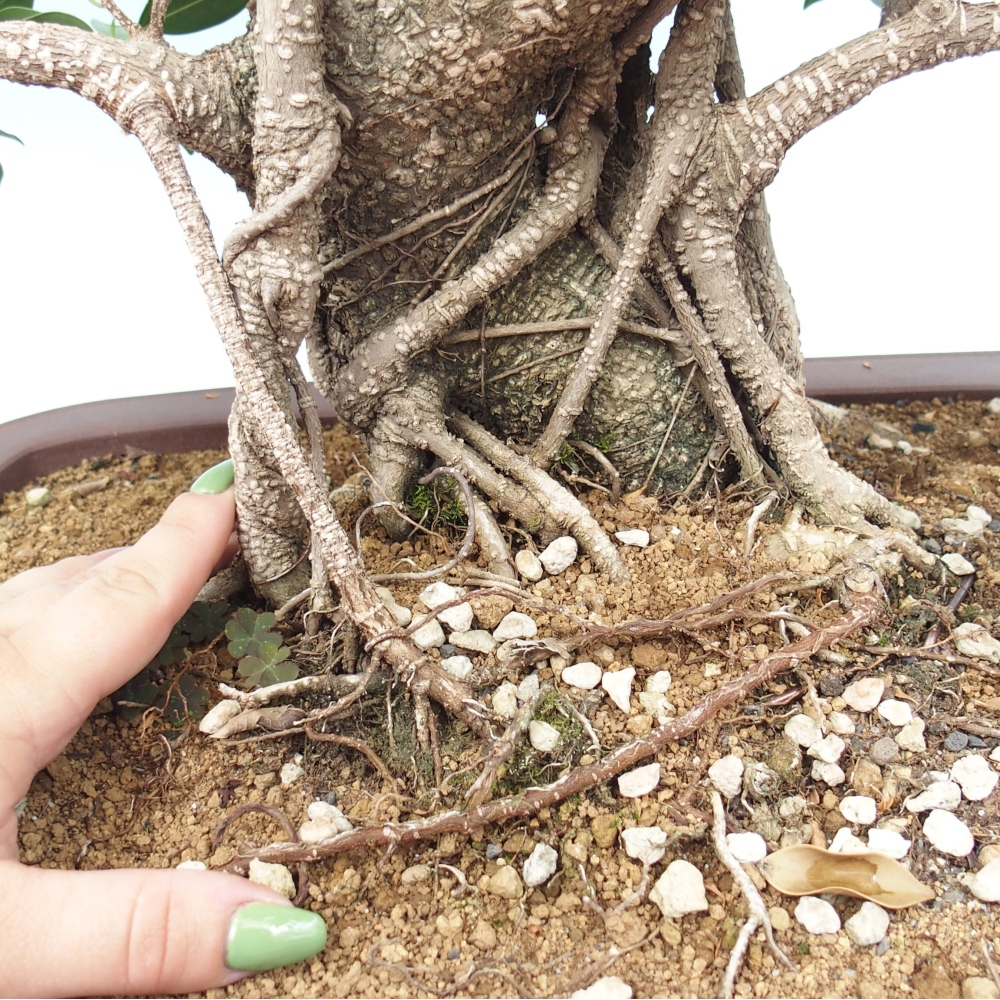 Bonsai pokojowe - Ficus kimmen - figowiec drobnolistny - WYŁĄCZNIE ODBIÓR OSOBISTY lub transport paletowy