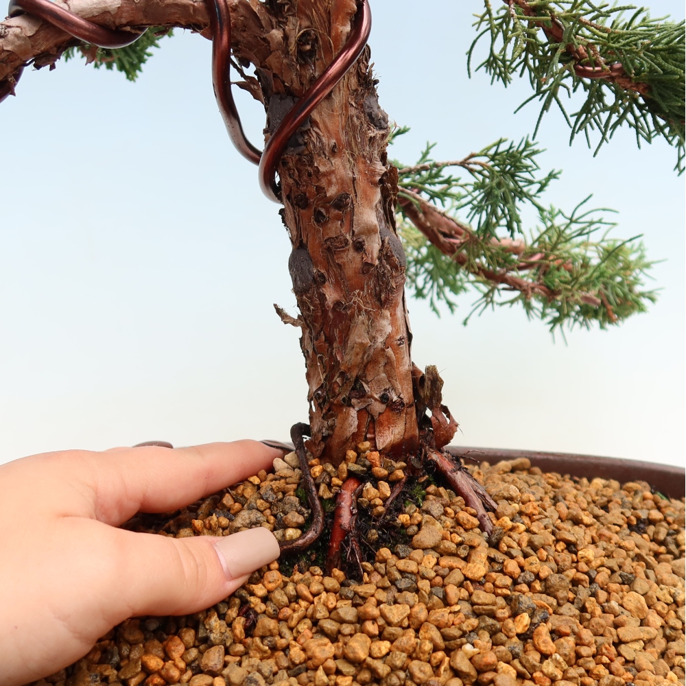 Outdoor bonsai - Juniperus chinensis Kishu