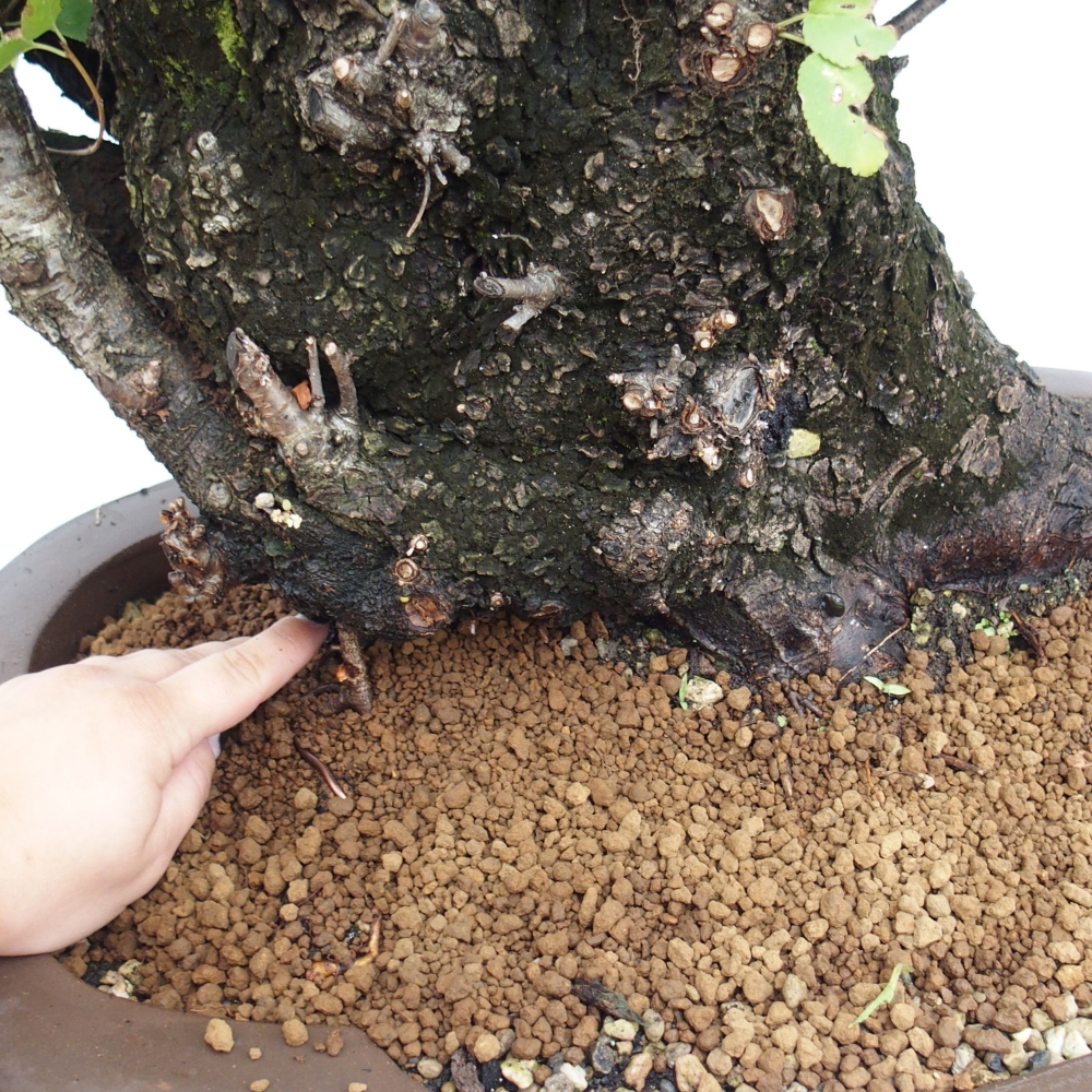 Bonsai na zewnątrz - Mahalebka - Prunus mahaleb